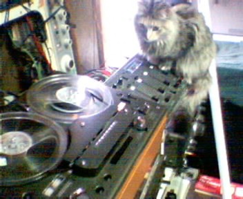 cat on the radio